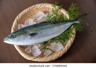 Inada, Japanese Whole Raw Yellow Tail