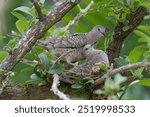 The Inca dove (Columbina inca), Costa Rica.