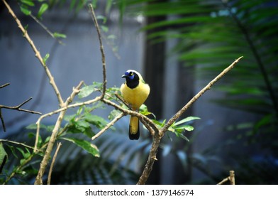 Inca Jay - Cyanocorax Yncas