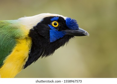 81 Inca jay Images, Stock Photos & Vectors | Shutterstock