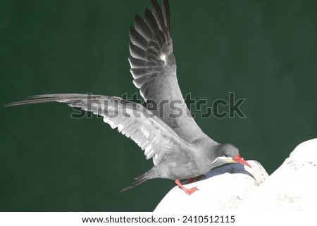 Inca Tern Bird is flying on the sea side