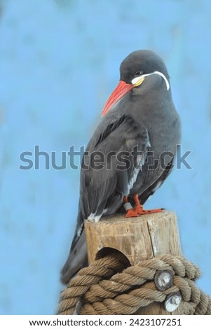 Inca Tern Bird On Post