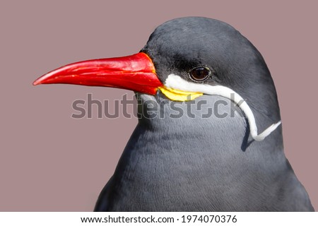 Inca tern (Larosterna inca) bird