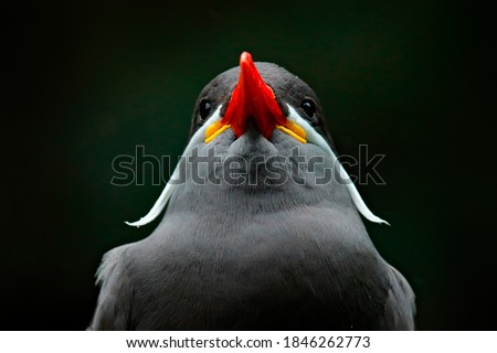 Inca Tern, Larosterna inca, bird on tree branch. Portrait of Tern from Peruvian coast. Bird in nature sea forest habitat. Wildlife scene from nature. Black bird with red bill from Peru.