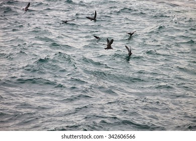 Inca Tern, Larosterna Inca, Catch Fish, Matarani, Peru