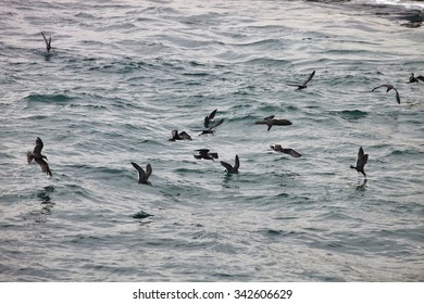 Inca Tern, Larosterna Inca, Catch Fish, Matarani, Peru