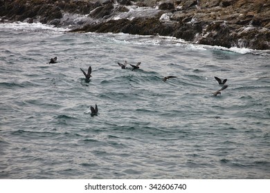 Inca Tern, Larosterna Inca, Catch Fish, Matarani, Peru