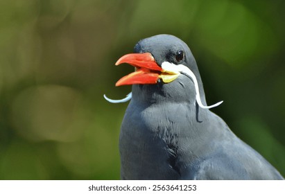 The Inca Tern (Larosterna inca), native to the Pacific Coast of South America