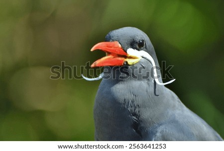 The Inca Tern (Larosterna inca), native to the Pacific Coast of South America