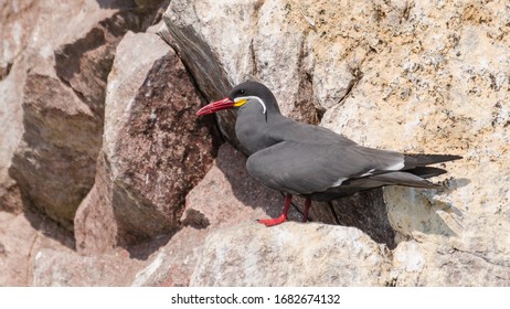 Inca tern (Larosterna inca) sitting on a rock on the Islas Ballestas, a popular tourist destination in Peru