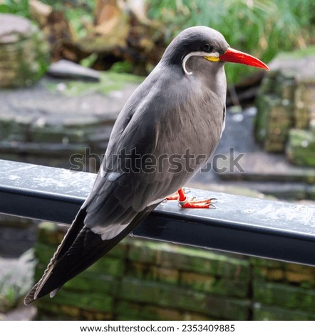 Inca tern (scientific name: Larosterna inca) is a dark gray bird with some white plumes. It is characterized by its white mustache
