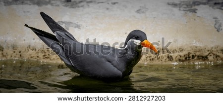 Inca Tern Taking a Bath