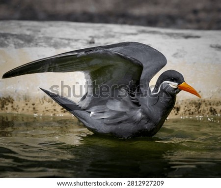 Inca Tern Taking a Bath