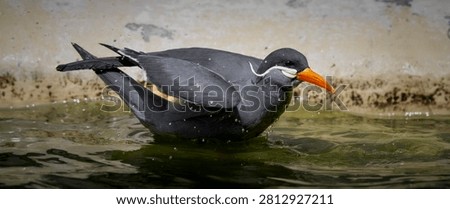 Inca Tern Taking a Bath