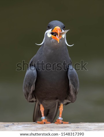 Inca Tern Trying to Swallow a Fish