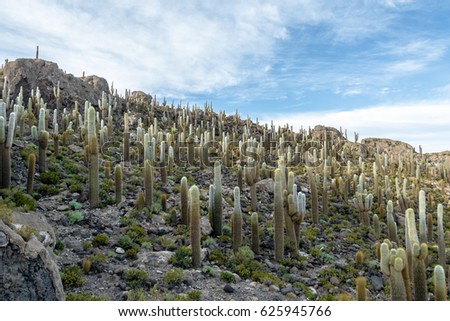 Similar – Cacti and salt lake