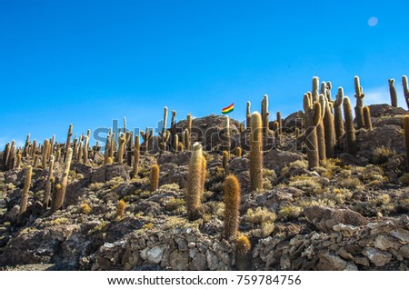 Similar – Cacti and salt lake