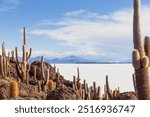 Incahuasi Island, Uyuni Salt Flats, Bolivia