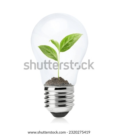 incandescent lamp with a young seedling inside on a white isolated background, ecological concept