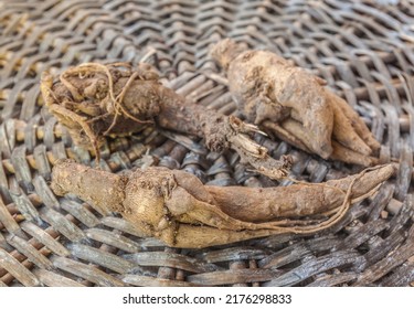 Incarvillea Root On Wicker Circle With Awakened Buds In Spring