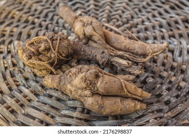 Incarvillea Root On Wicker Circle With Awakened Buds In Spring