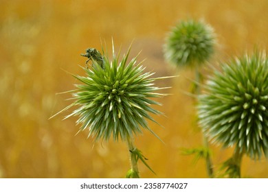 Incest and mace thorn flower of Globe Thistle. Close up. Perfect attracting pollinator blossom, banner with yellow isolated background for wallapaper