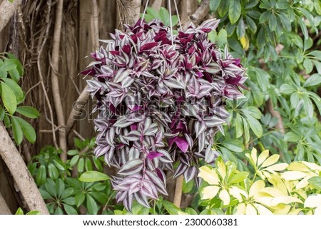 Inch Plant, Tradescantia zebrina, Wandering Jew hanging basket. Popular easy house plant in a hanging basket. Wandering Dude plant