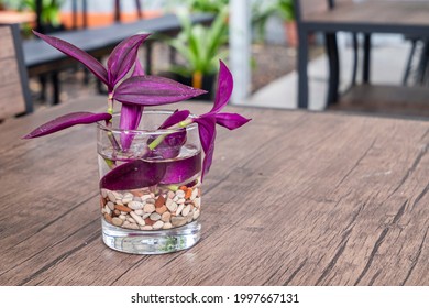 Inch Plant or Wandering Jew Plant growing on water propagation in a clear glass with colorful pebbles, on a wooden table as a decorative indoor plant. - Shutterstock ID 1997667131