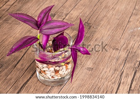 Inch Plant or Wandering Jew Plant growing on water propagation in a clear glass with colorful pebbles, on a wooden table as a decorative indoor plant.
