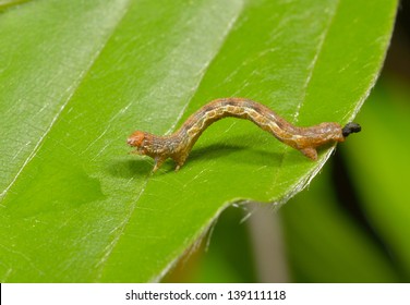 Inch Worm