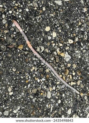 Inch worm crawling across wet pavement
