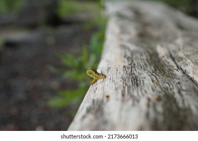 Inchworms Walking On Fallen Trees Stock Photo 2173666013 | Shutterstock