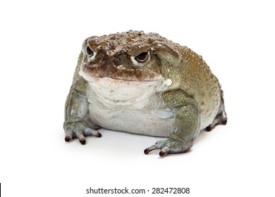 Incilius Alvarius, Also Known As Colorado River Toad Or Sonoran Desert Toad Which Has A Venom That Produces A A Psychoactive Hallucinogenic Effect.