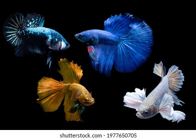 Including many species of Thai fighting fish with work path.