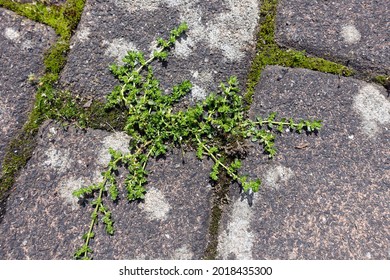 526 Inconspicuous plants Images, Stock Photos & Vectors | Shutterstock