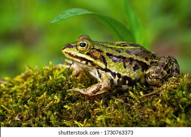 Inconspicuous edible frog, pelophylax esculentus, hiding below a green leaf in summer. Camouflaged wild animal merging with the environment. Amphibian looking with large eye in nature from side view.