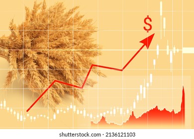 Increase in price of wheat seedson graph and an ascending arrow with dollar icon on background of wheat field. Concept of crisis, shortage of grain crops. Exchange quotes. Harvesting concept