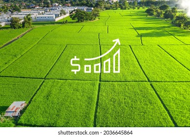 Increased Land Value In Aerial View Consist Of Landscape, Green Field, Residential House Building And Growth Graph Of Rate Market Price. Real Estate Or Property For Business I.e. Trade Or Investment.