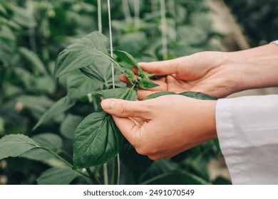 Increased productivity. Scientist touches analyzes foliage green vegetables after treating plants with pesticides. Bioengineer conducts experiment on plantation of growing bell peppers in greenhouse - Powered by Shutterstock