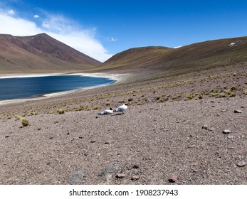 The Incredible Altiplanic Lagoon Of The Miñiques Volcano, The Gulls Of The Andes, The Magical Atacama Desert In Chile.                         