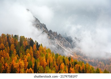 Incredible autumn view at Italian Dolomite Alps. Orange larches forest and foggy mountains peaks on background. Dolomites, Italy. Landscape photography