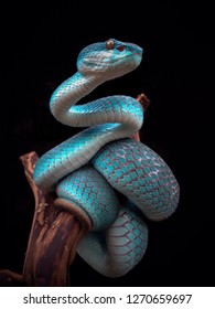 incredible blue viper