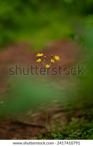 Similar – Foto Bild Leuchtender Schmetterling