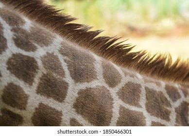 incredible close up shot the skin texture and the fur of a giraffe