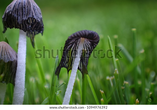 Incredible Closeup Mushrooms Growing Yard Wild Stock Photo Edit