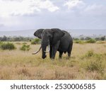 Incredible Elephant Bull with huge tusks