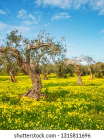 Incredible flowering field in an olive grove. Location place Island Sicily, Italy, Europe. Scenic image of spring time fresh green meadows in sunny day. Vacation season. Discover the beauty of earth. - Shutterstock ID 1315811696