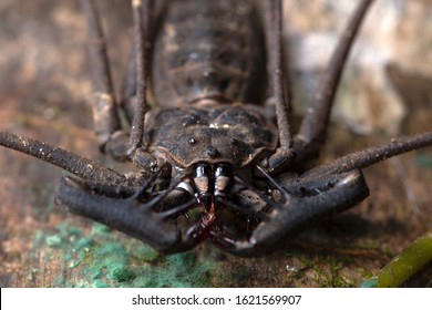 Incredible Impressive Whip Spider Macro