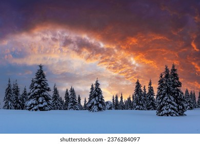 Incredible landscape with snow-covered conifers in a wintery mountain glade with a glowing sunset sky and bright orange clouds. Winter mountains background