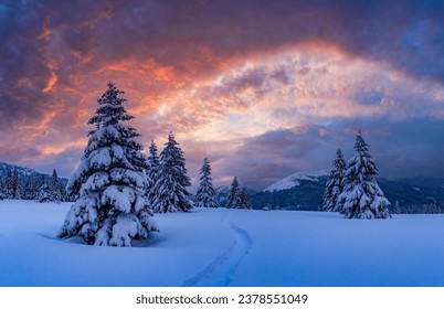 Incredible landscape with snow-covered conifers in a wintery mountain glade with a trail etched through the snow glowing by sunset sky. Winter mountains